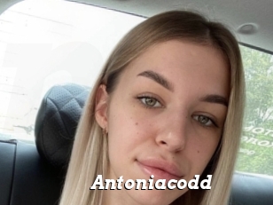 Antoniacodd