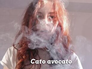 Cato_avocato