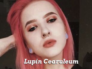 Lupin_Cearuleum