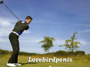 Lovebirdpenis