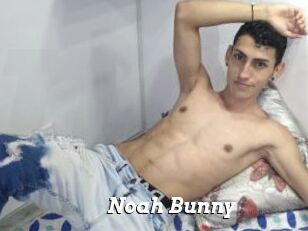 Noah_Bunny